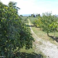 Виноградник в Словении, Копер