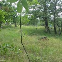 Земельный участок в Словении, Мост-на-Сочи