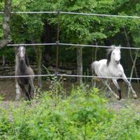 Дом в Словении, Мост-на-Сочи, 100 кв.м.
