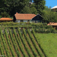 Vineyard in Slovenia, Most na Soci, 155 sq.m.