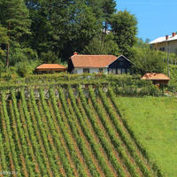 Vineyard in Slovenia, Most na Soci, 155 sq.m.