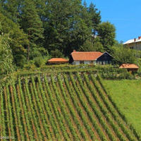 Vineyard in Slovenia, Most na Soci, 155 sq.m.