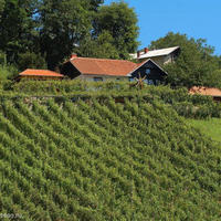 Vineyard in Slovenia, Most na Soci, 155 sq.m.