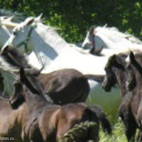 House in Slovenia, Most na Soci, 300 sq.m.