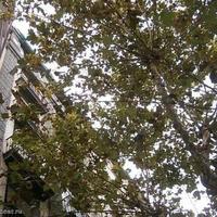 Flat in Spain, Catalunya, Les Corts, 78 sq.m.