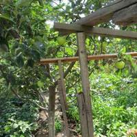 House in Bulgaria, Elkhovo, 160 sq.m.