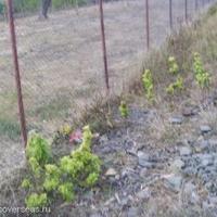 Земельный участок в Болгарии, Горна-Кула