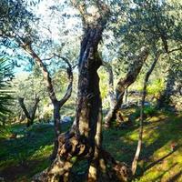 Villa in Italy, San Donnino