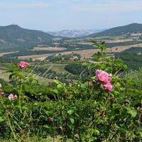 Hotel in Italy, Pisa, 2 sq.m.