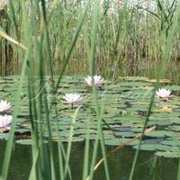 Другое в Италии, Пьенца