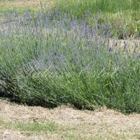 Другое в Италии, Пьенца