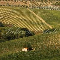 Other in Italy, Pienza