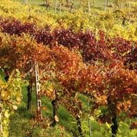 Other in Italy, Pienza