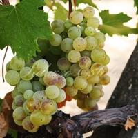 Other in Italy, Pienza