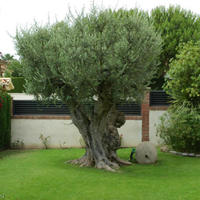 Дом в Испании, Каталония, Багур, 350 кв.м.