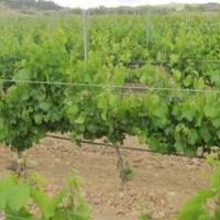 Производство в Испании, Каталония, Камбрилс, 65535 кв.м.