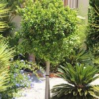 Villa in Spain, Comunitat Valenciana, Alicante, 171 sq.m.