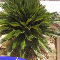 Таунхаус в Испании, Валенсия, Аликанте, 130 кв.м.