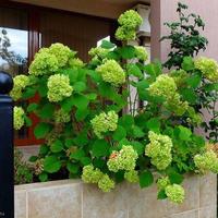 Flat in Bulgaria, Sunny Beach, 54 sq.m.